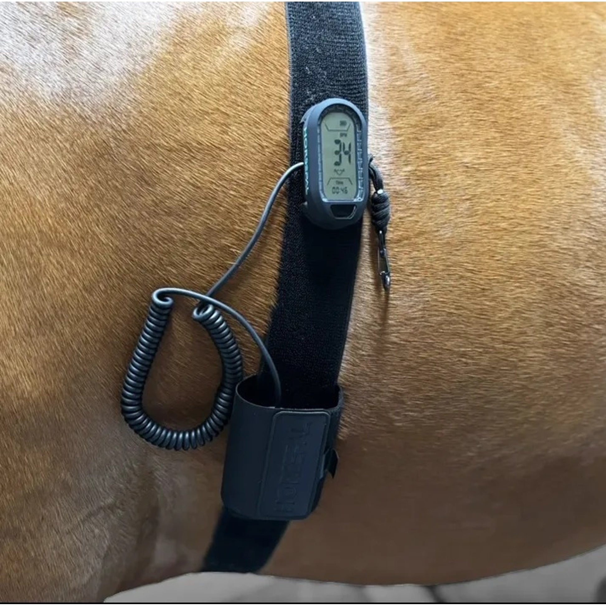 Horsepal Training Belt Kit