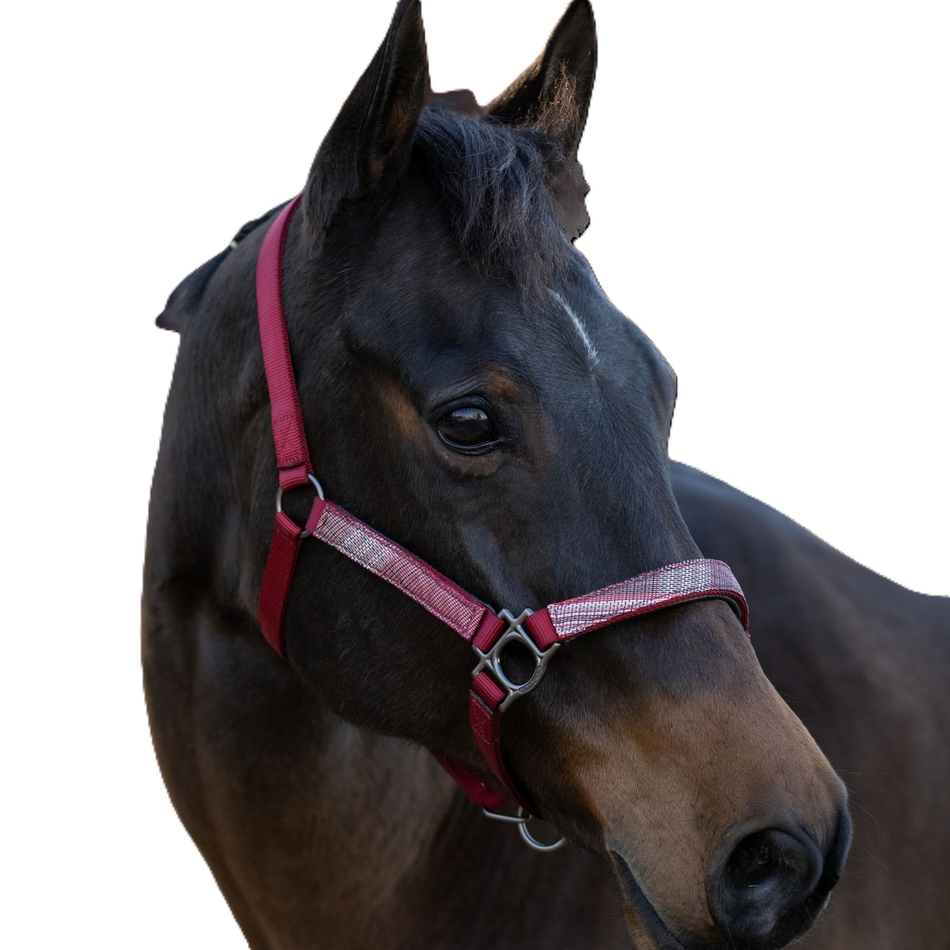 Kensington Reflective Nylon Halter