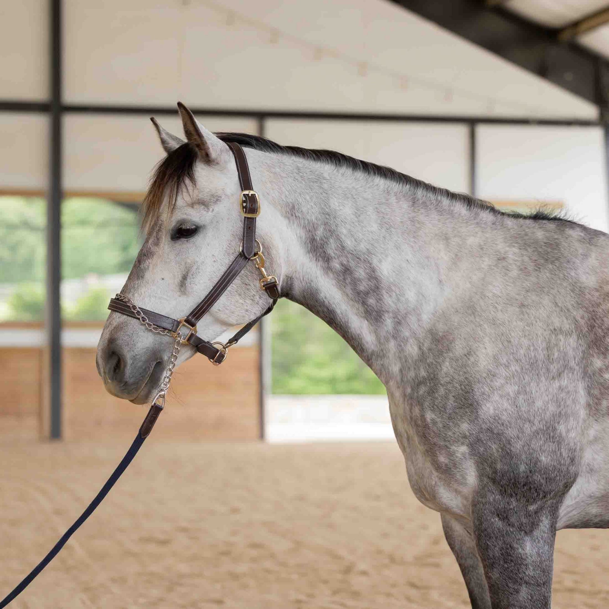 Equinavia Saga 35 Feet Lunge Line with Chain
