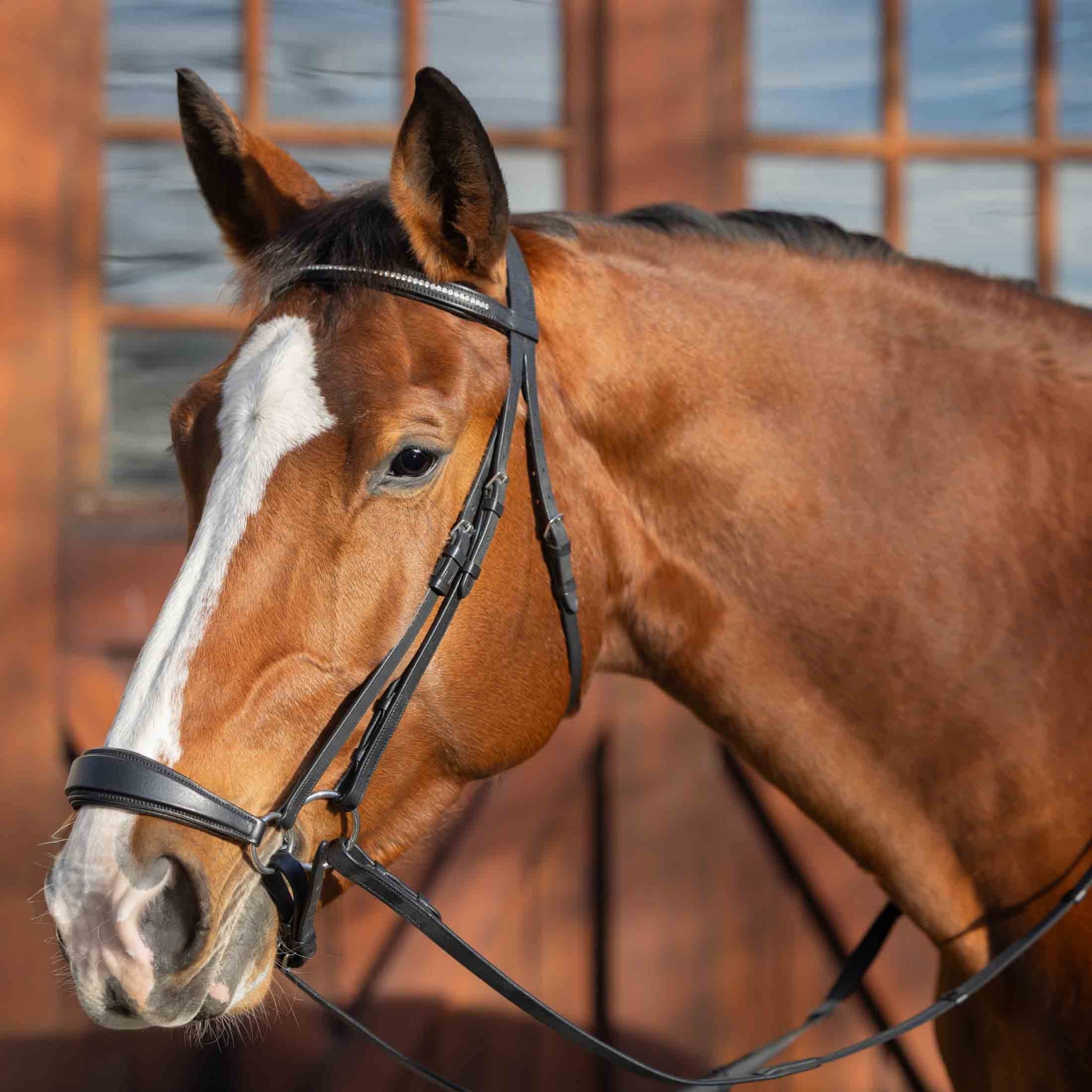 Equinavia Saga Drop Noseband Bridle with Web Rubber Reins