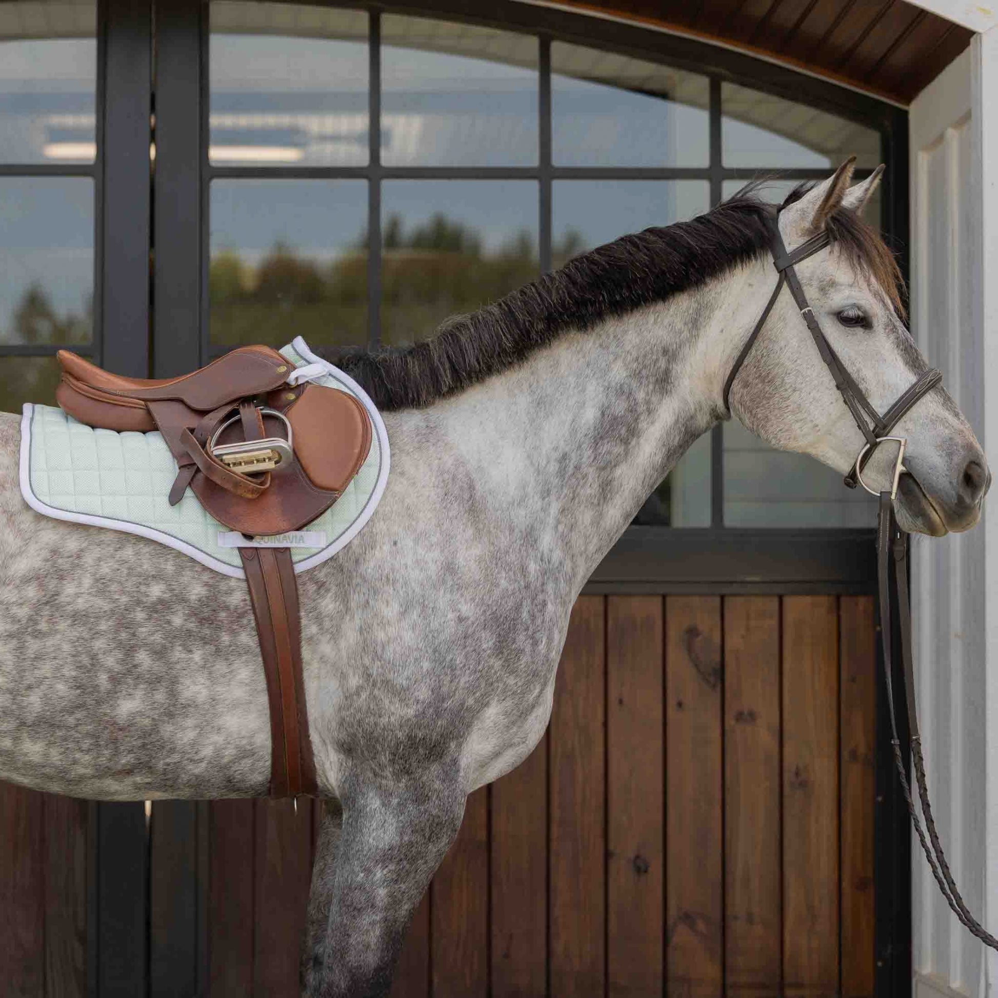 Equinavia Svalbard Pony Saddle Pad with NordicAir Tech