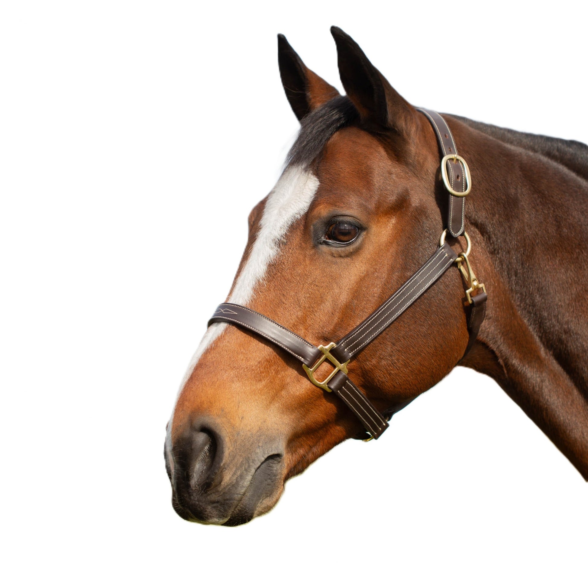 Equinavia Valkyrie Classic Leather Halter