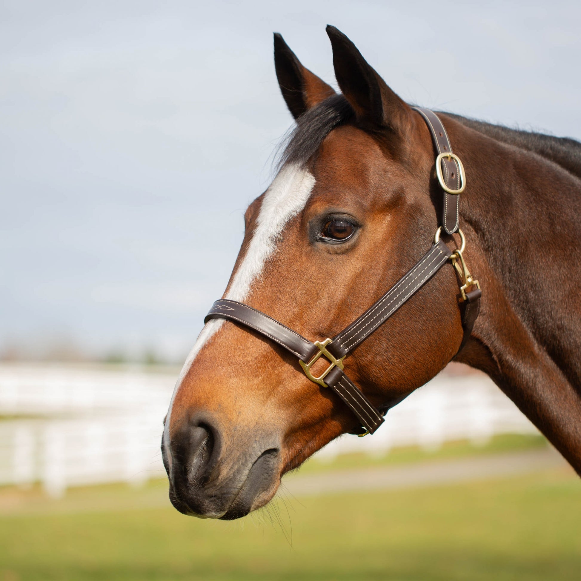 Equinavia Valkyrie Classic Leather Halter
