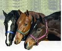 Replacement Breakaway Halter Set 1 x 9 Brn