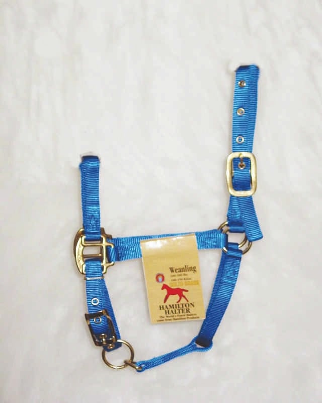 Hamilton Halter with Adjust Chin/Snap Weanling Blue