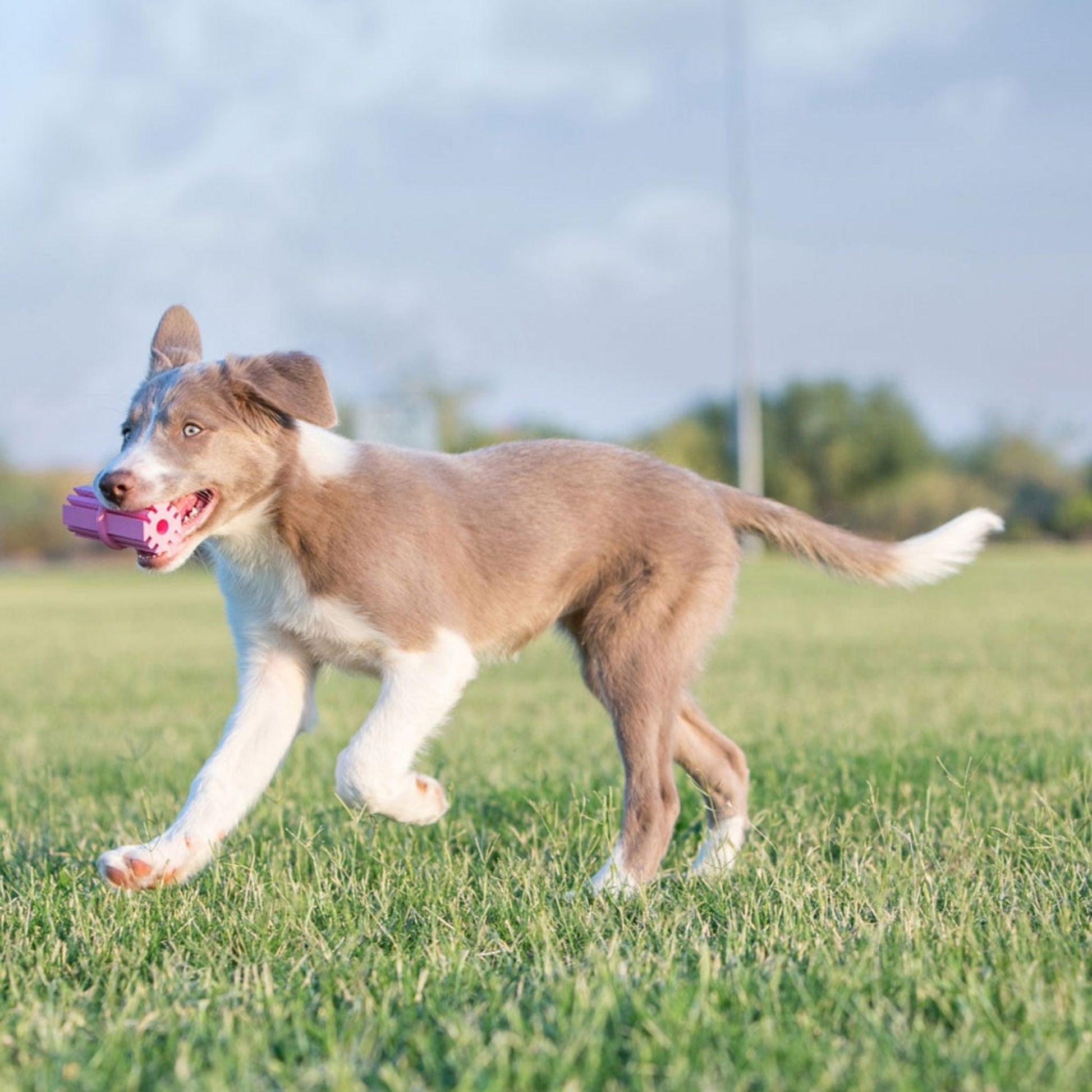 KONG Puppy Teeth Stick