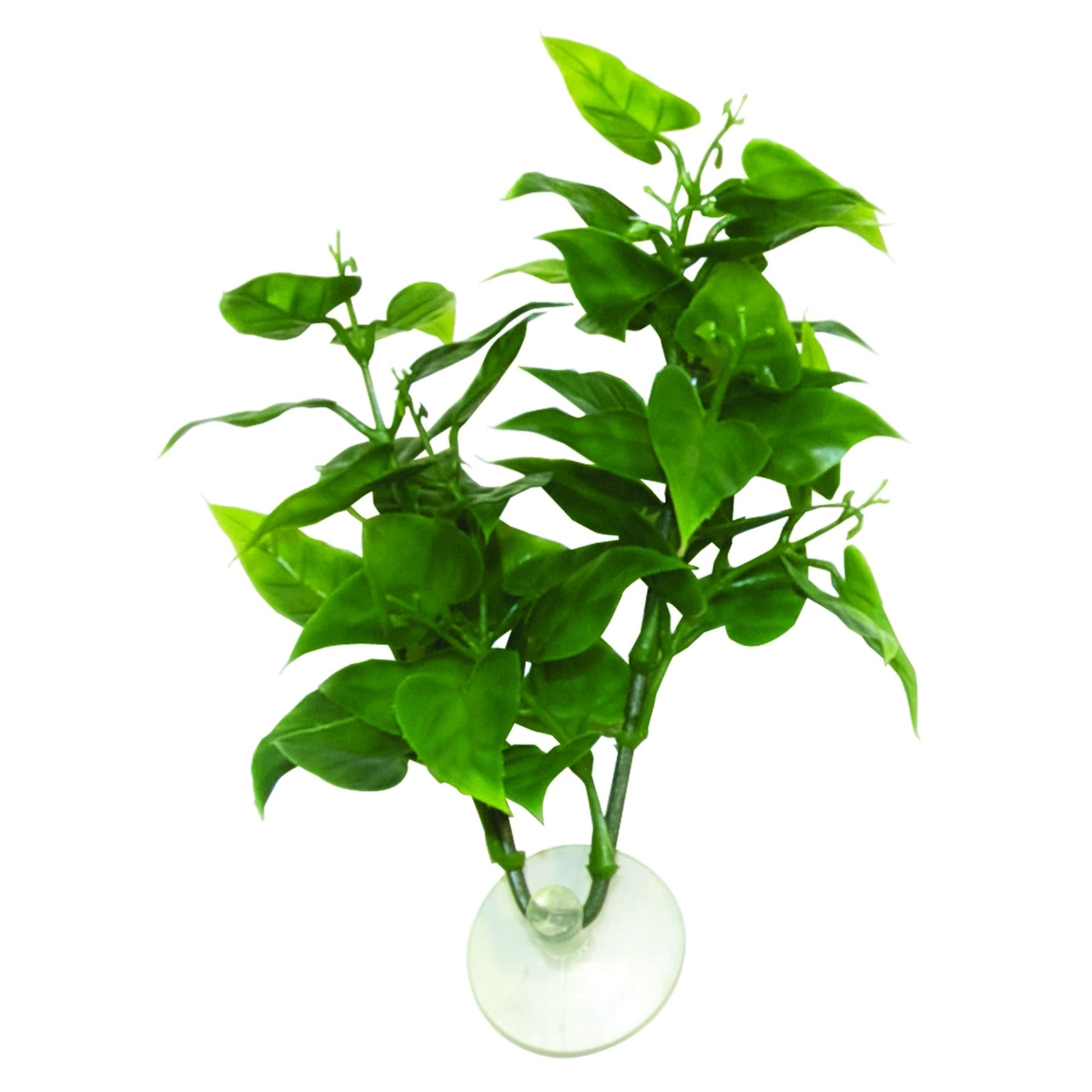 ZooMed Betta Philo Plant