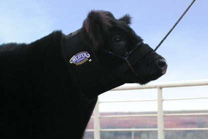 5-563747-a.jpg