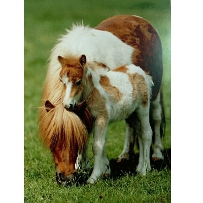 Shetland Pony and Foal Blank Greeting Cards - 6 Pack