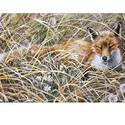A Quiet Snooze (Fox) Blank Greeting Cards - 6 Pack