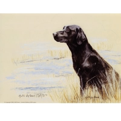 Black Labrador Sit By: Gill Evans, Matted