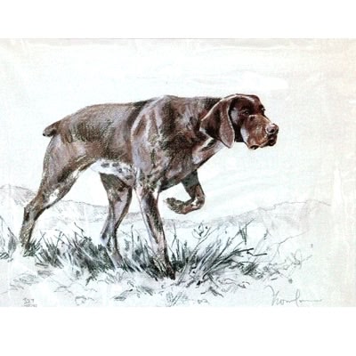 German Shorthair Pointer By: David Thompson, Matted