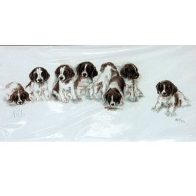 Springer Puppies By: Nikki, Matted