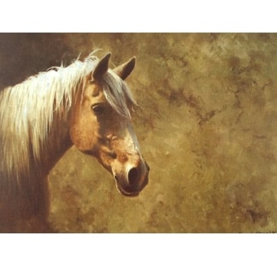 Palomino Blank Greeting Cards - 6 Pack