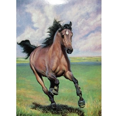 Free as the Wind Blank Greeting Cards - 6 Pack