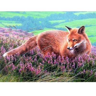 Fox in Heather Blank Greeting Cards - 6 Pack