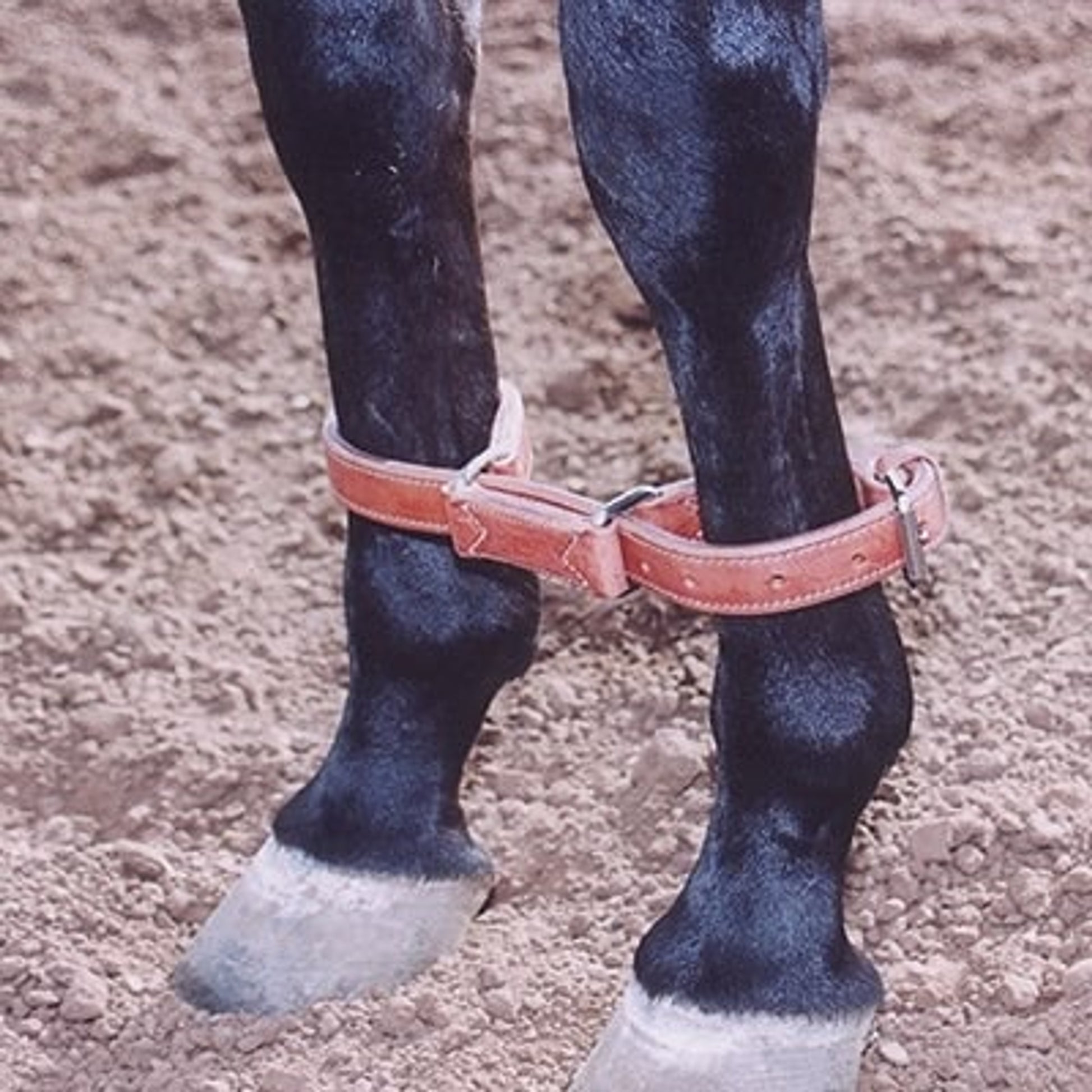 Martin Harness Hobbles
