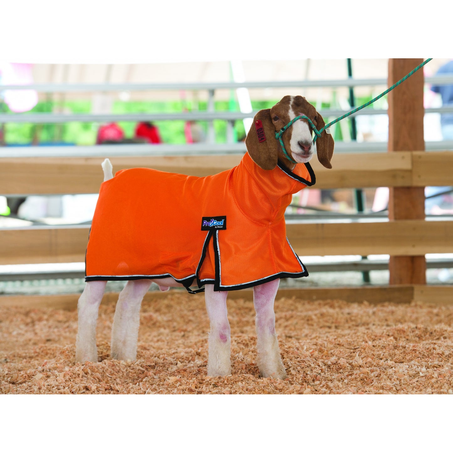 5-876966-orange.jpg