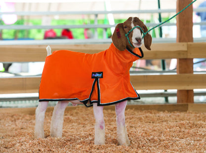 5-876966-orange.jpg