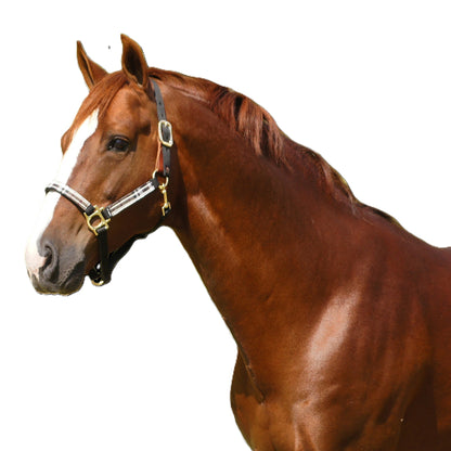 Kensington Breakaway Halter