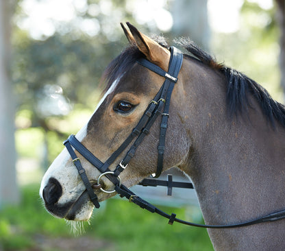 5-926110_pony.jpg