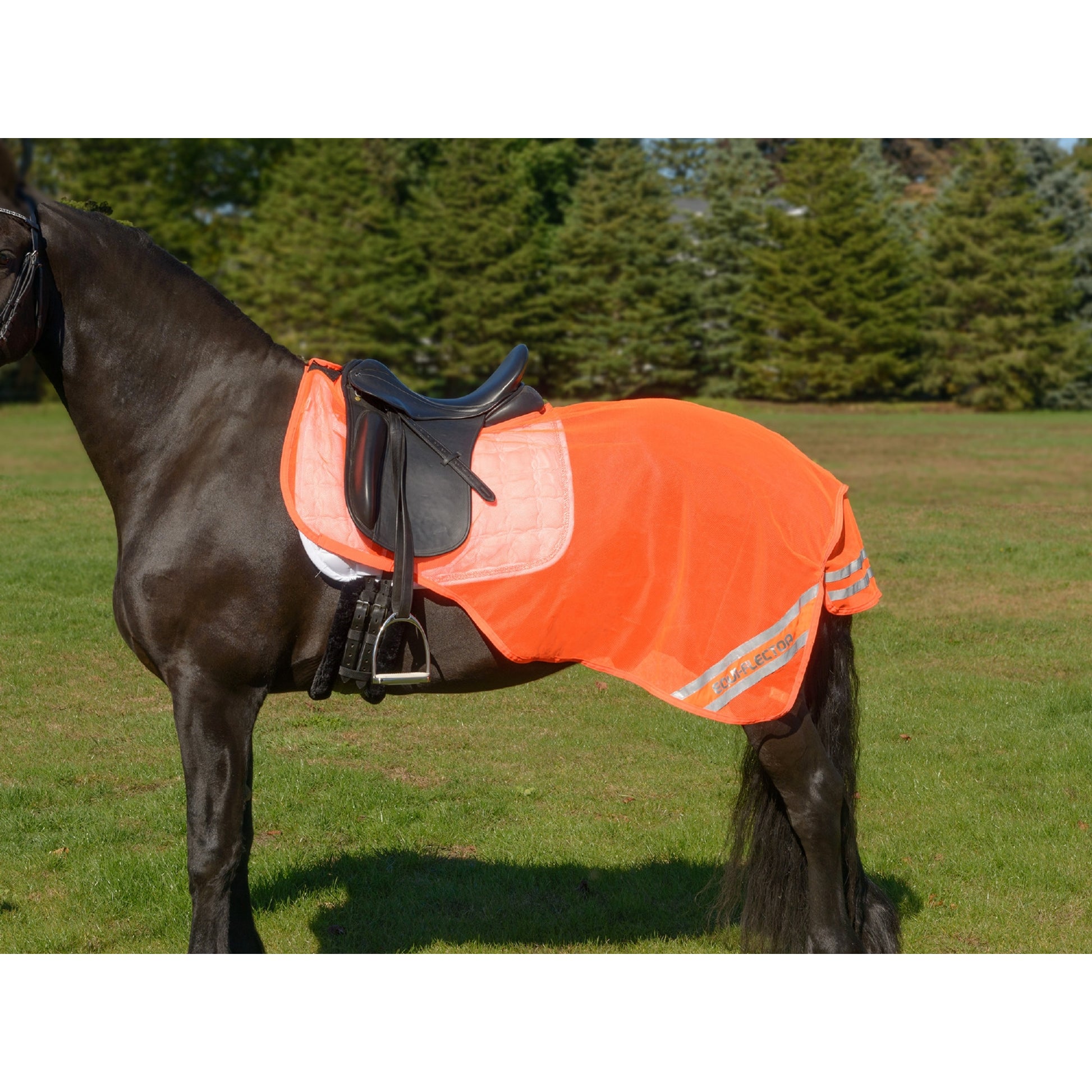5-926480-orange.jpg