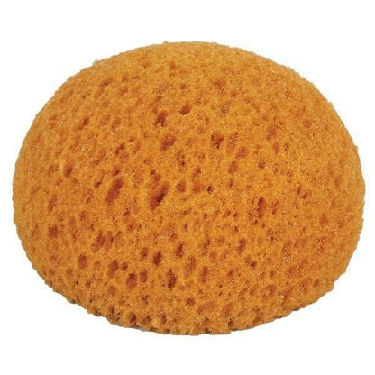 Honey Comb Form Hydra Sponge
