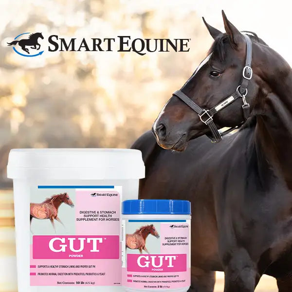 SmartEquine Gut supplement