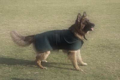 Tuffrider Thermo Manager Dog Blanket