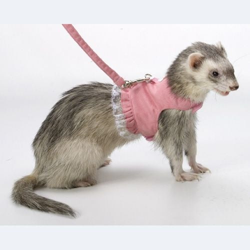 Marshall Ferret Fashion Dress Lead