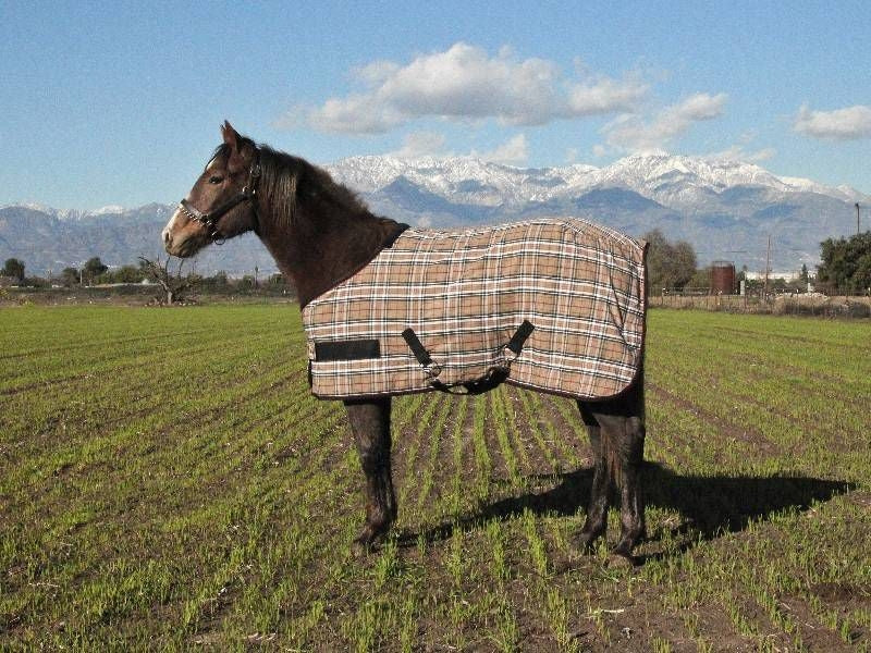 Kensington Weanling Stable Sheet