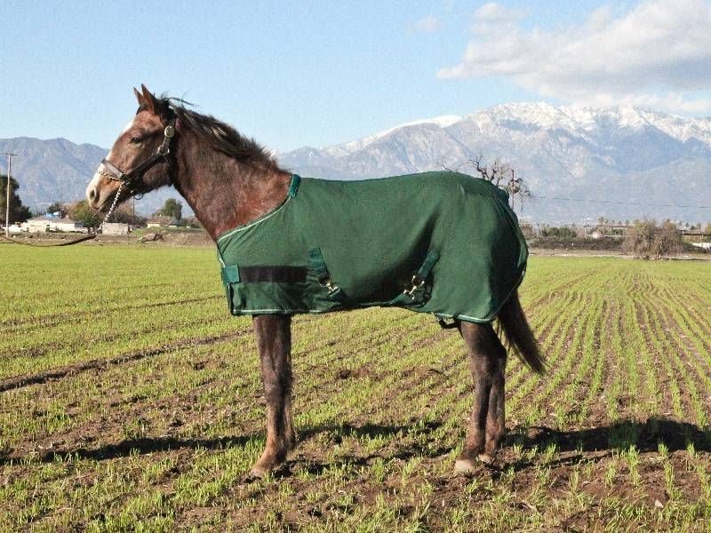 Kensington Weanling Egyptian Cotton Stable Sheet