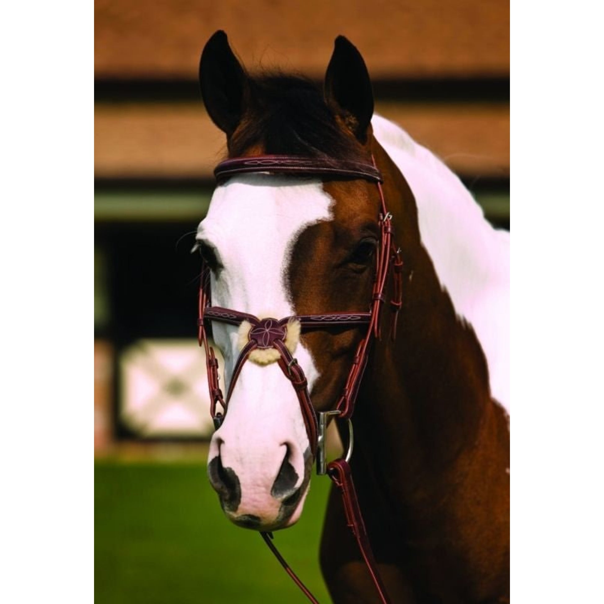 HDR Fancy Raised Padded Figure 8 Bridle