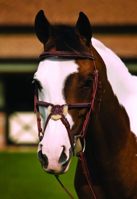 HDR Fancy Raised Padded Figure 8 Bridle