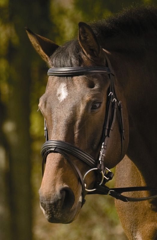 HDR Raised Padded Dressage Bridle