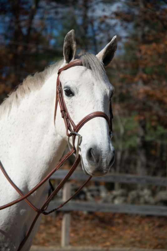 Shires Plain Boston Bridle