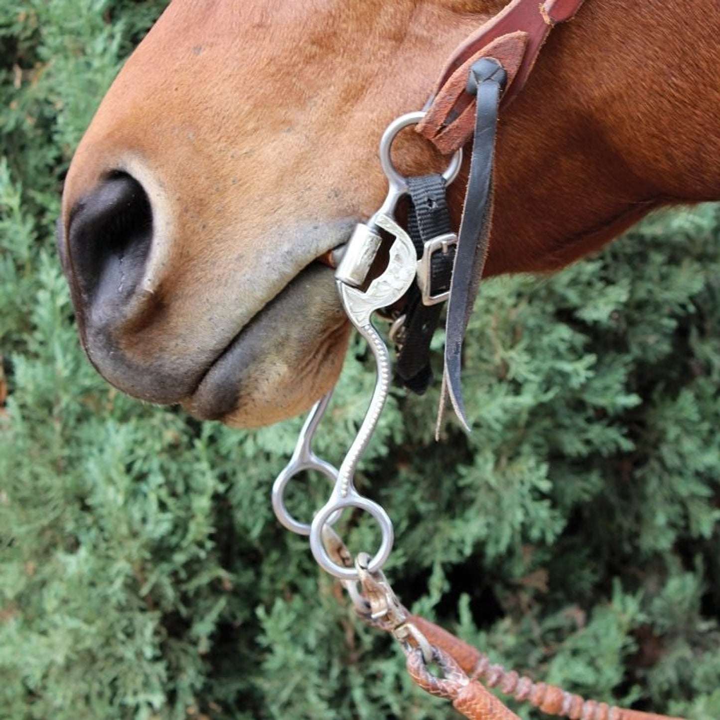TE008711_P.jpg