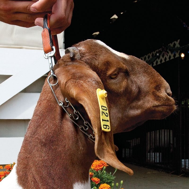 Leather and Pronged Chain Goat Collar