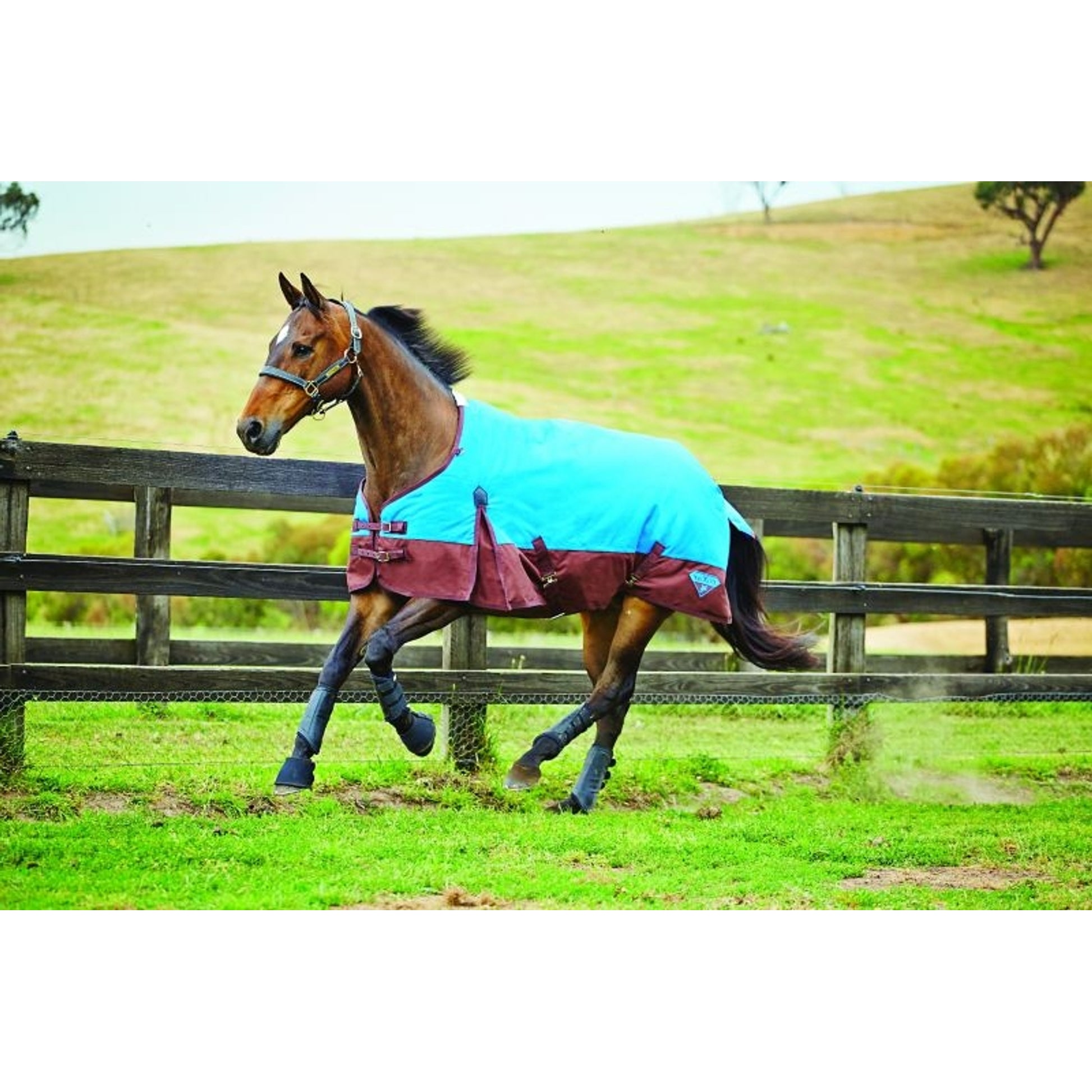 Saxon 1200D Standard Neck Turnout Blanket - Medium Weight