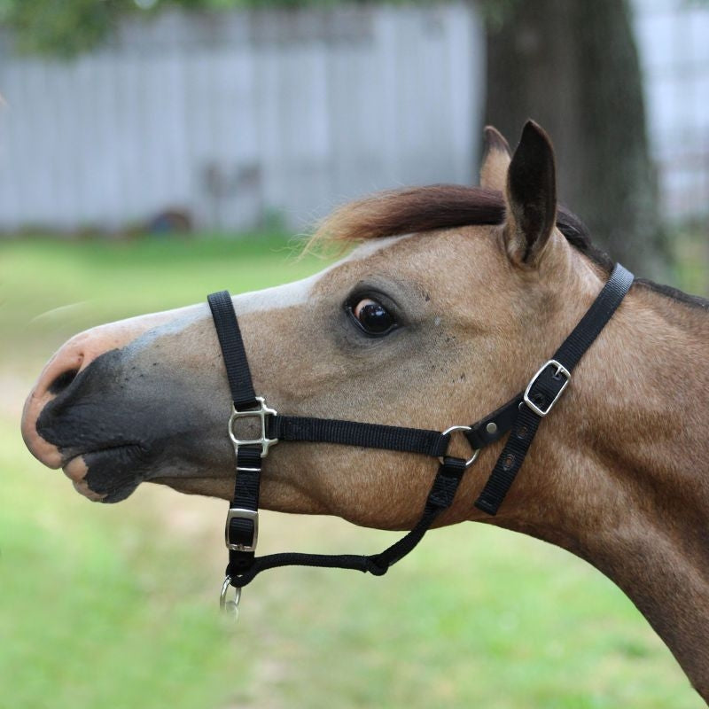 Ozark Mini Breakaway Halter