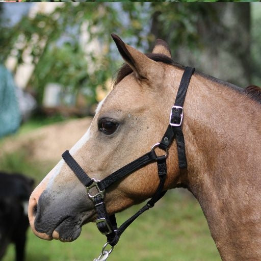 Ozark Mini Breakaway Halter