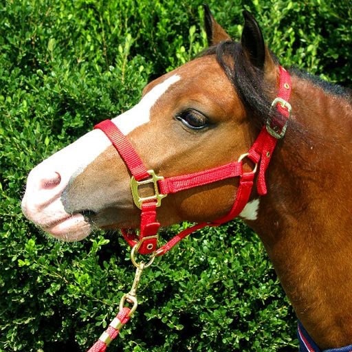 Ozark Mini Premium Nylon Halter