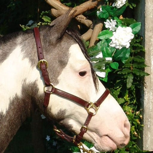 Ozark Mini/Pony Leather Halter .75In