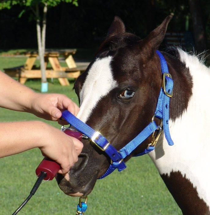 Ozark Mini Harness/Grooming Halter