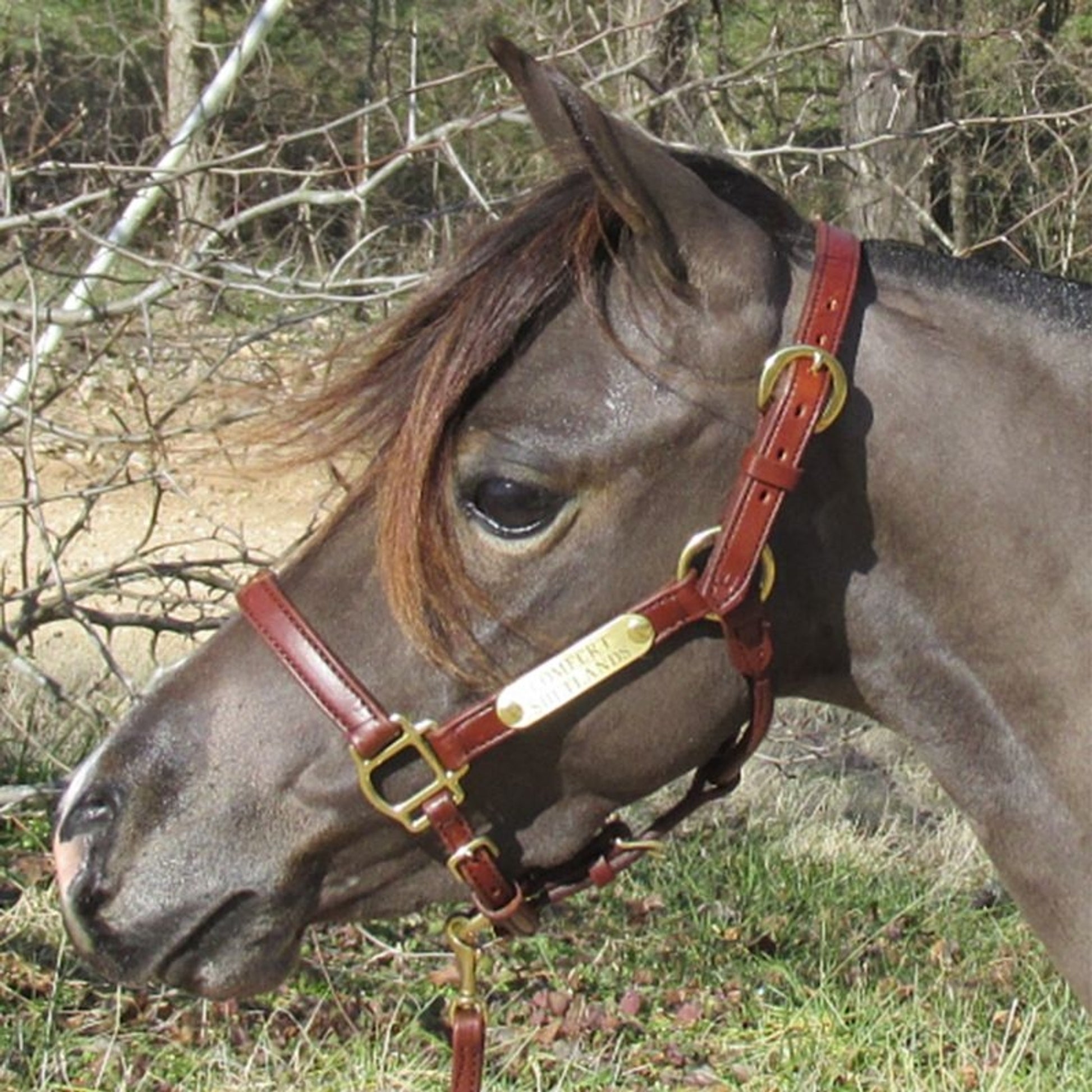 TE025109_OLD.jpg