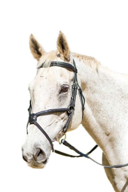 Shires Avignon Woodside Bridle