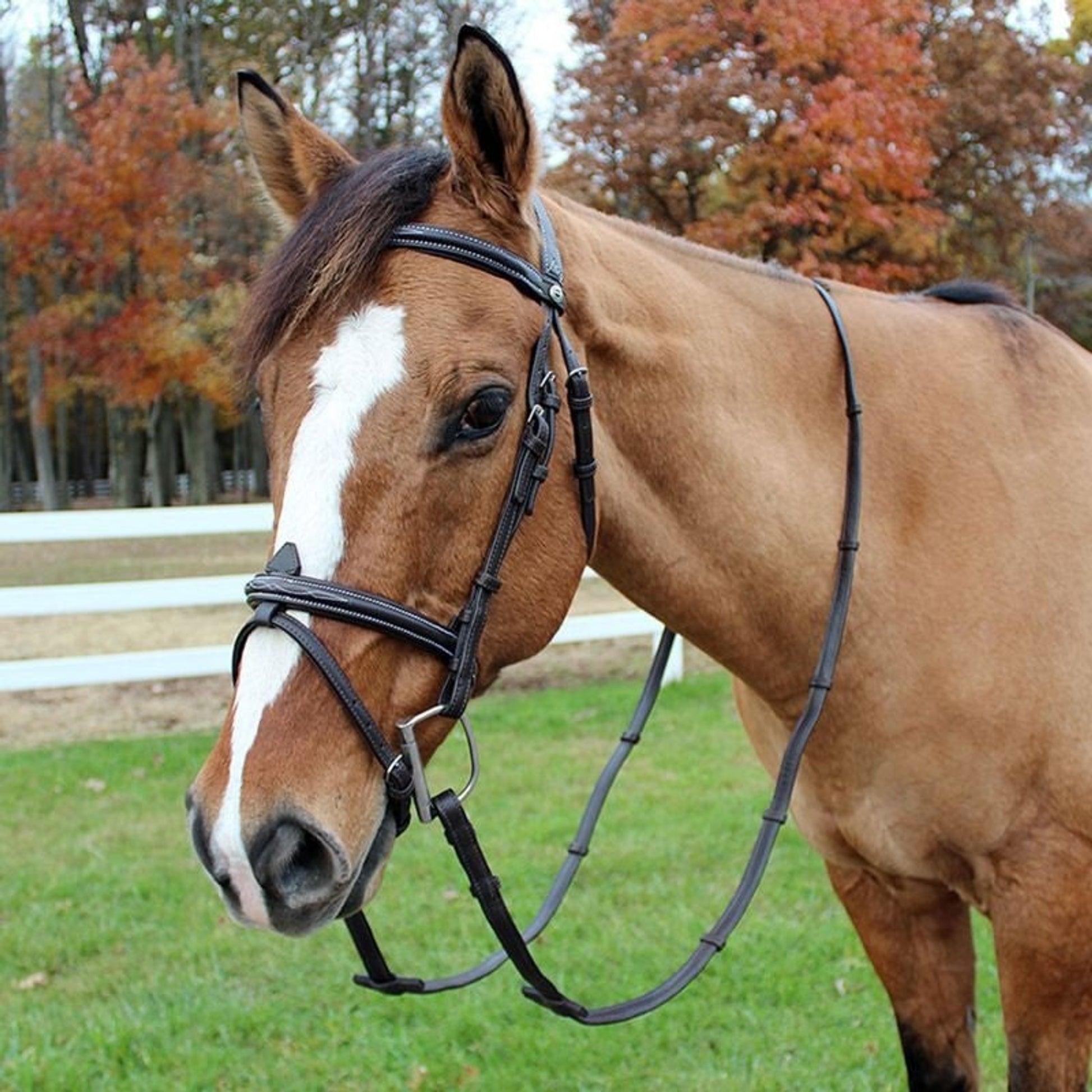 HDR Kushy Bridle with Flash Attachment