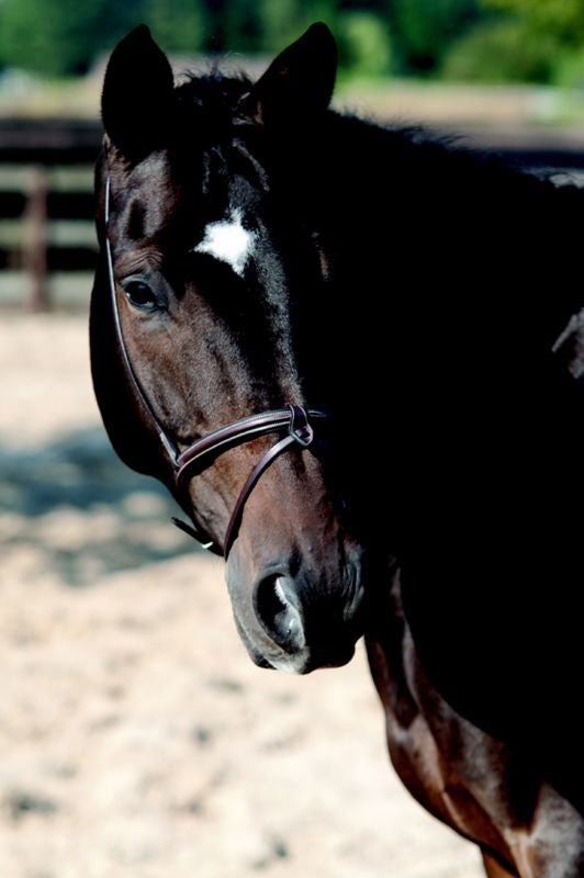Lami-Cell Flash Noseband Full