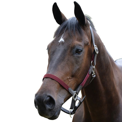 Kincade Leather Web Headcollar