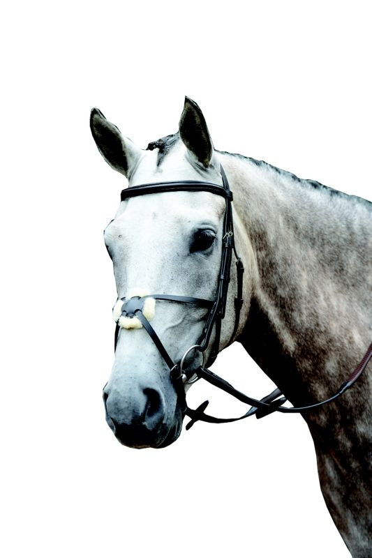 Collegiate Essential Figure 8 Bridle